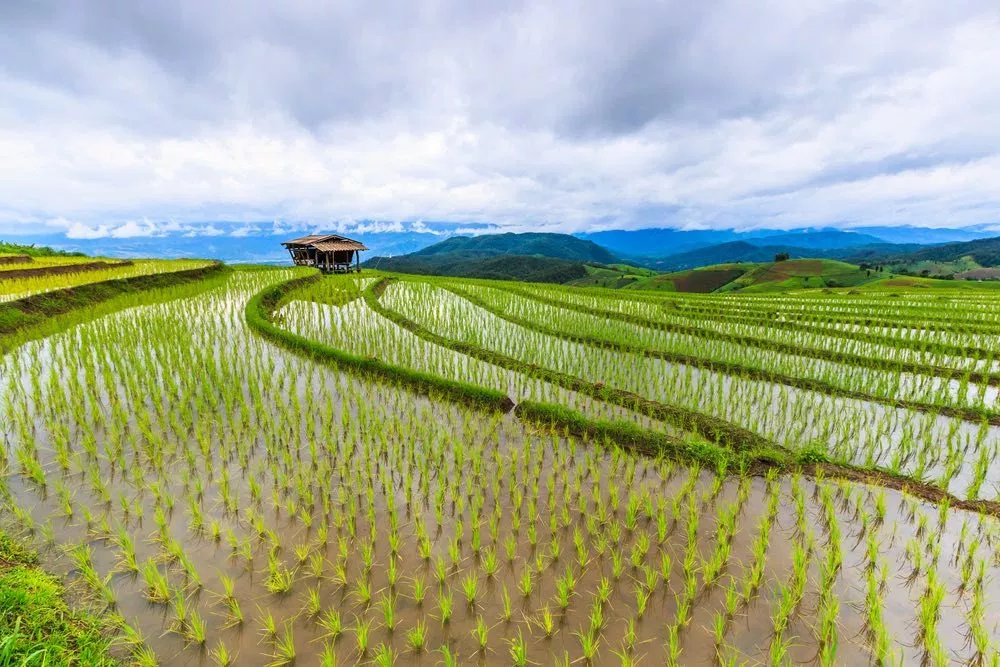 Plantación de arroz en agua salada