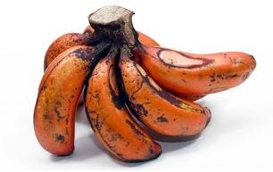 Producción sustentable de plátano macho en Colima