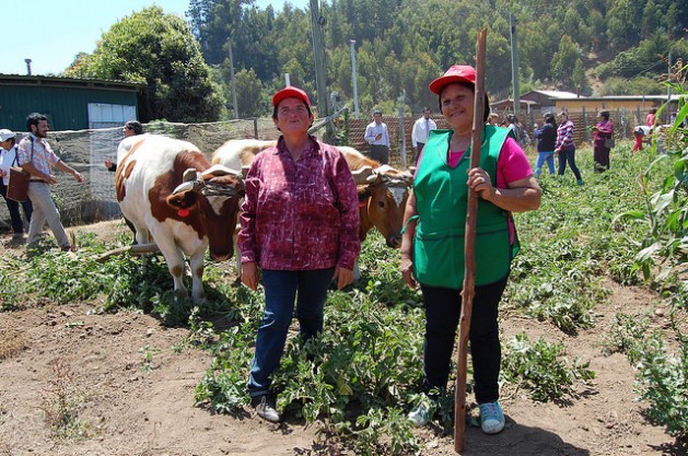 Dos productoras agropecuarias, en la localidad de Cobquecura, en el centro de Chile, muestran a visitantes cambios en sus siembras de subsistencia para enfrentar el incremento de la temperatura en el planeta, con el apoyo de políticas públicas a favor de la seguridad alimentaria en tiempos de cambio climático. Crédito: Claudio Riquelme/IPS https://c1.staticflickr.com/9/8639/30240913235_109970bb1c_o.jpg