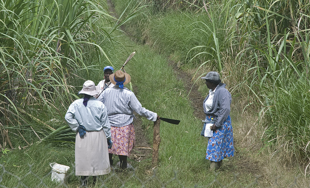 Trabajadoras en la plantación de azúcar, Barbados