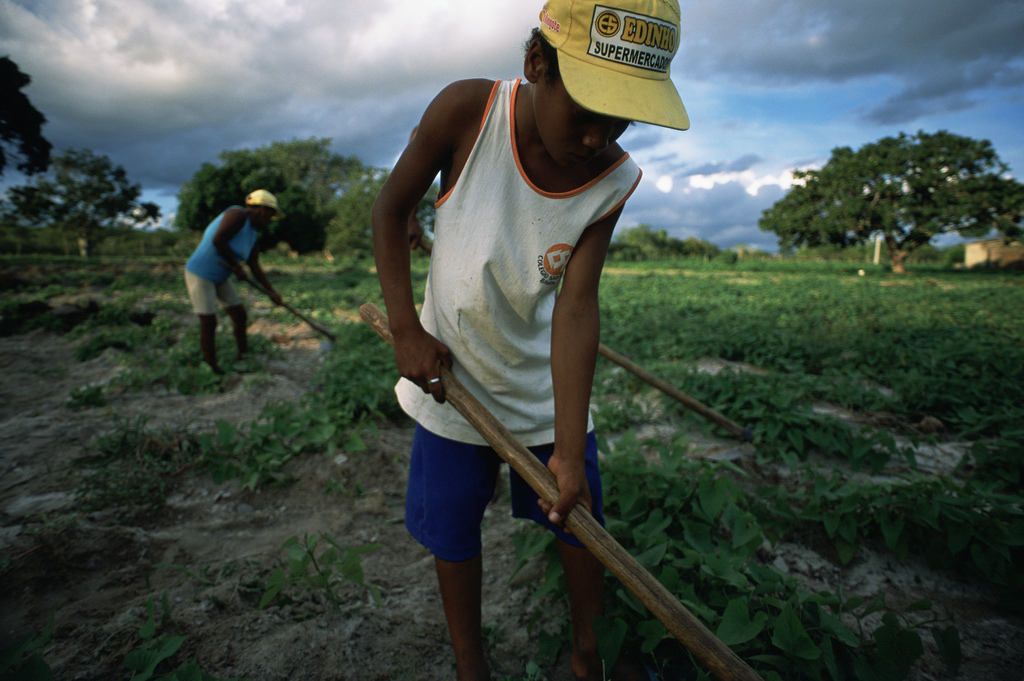 Niño trabajando el cultivo de patatas con su familia en el noreste de Brasil.