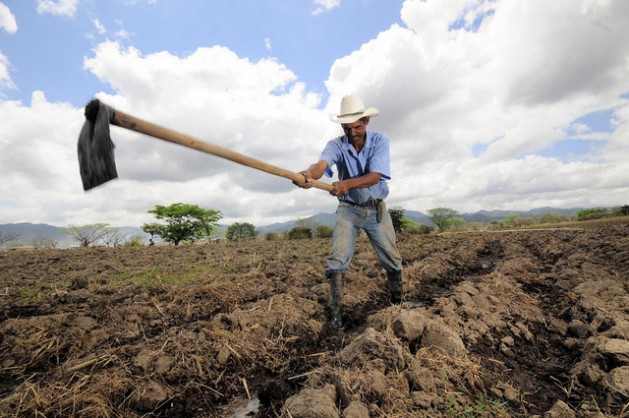 Un agricultor de maíz en Alauca, Honduras, crea canales de irrigación antes de sembrar la próxima cosecha. Crédito: Neil Palmer/CIAT
