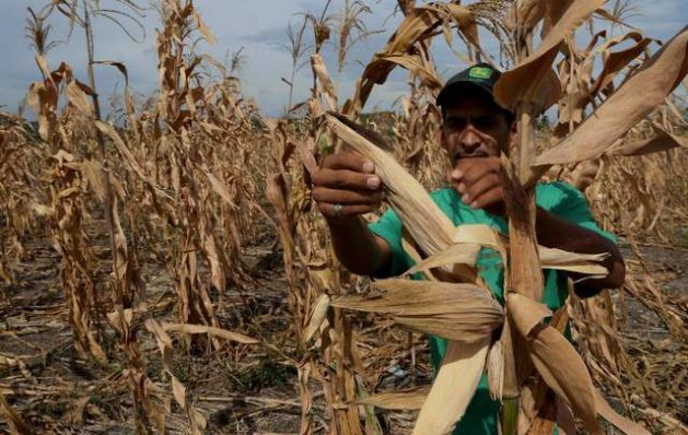 La información precisa sobre el impacto de la sequía contribuirá a reducir la vulnerabilidad en la que viven 10,5 millones de personas a lo largo del Corredor Seco Centroamericano. Crédito: FAO